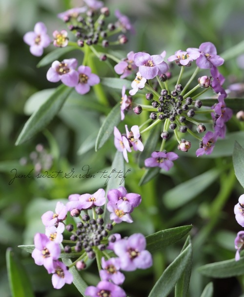 ���ܷϥ���å��ࡡ�ե�����ƥ󡡡إ�٥������