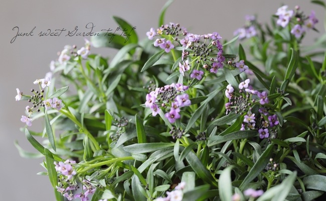 ���ܷϥ���å��ࡡ�ե�����ƥ󡡡إ�٥������