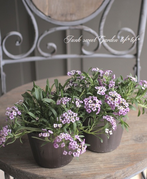 ���ܷϥ���å��ࡡ�ե�����ƥ󡡡إ�٥������