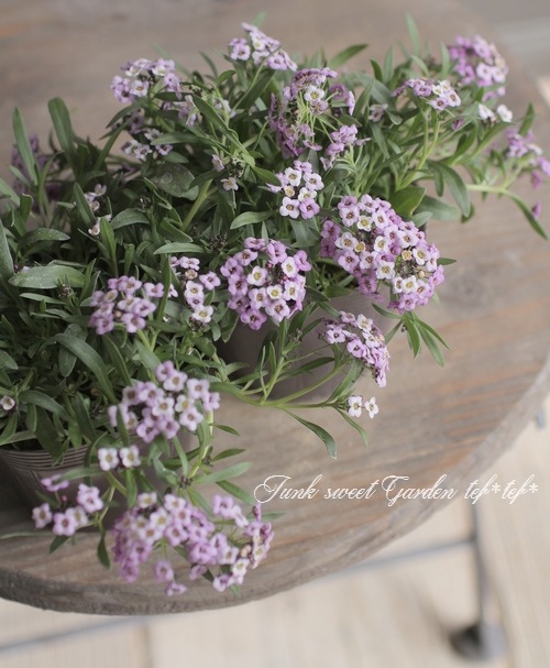 ���ܷϥ���å��ࡡ�ե�����ƥ󡡡إ�٥������