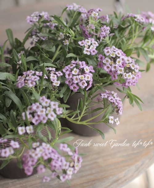 ���ܷϥ���å��ࡡ�ե�����ƥ󡡡إ�٥������