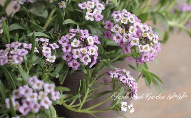 ���ܷϥ���å��ࡡ�ե�����ƥ󡡡إ�٥������