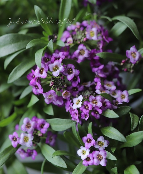 ���ܷϥ���å��ࡡ�ե�����ƥ󡡡إ�٥������