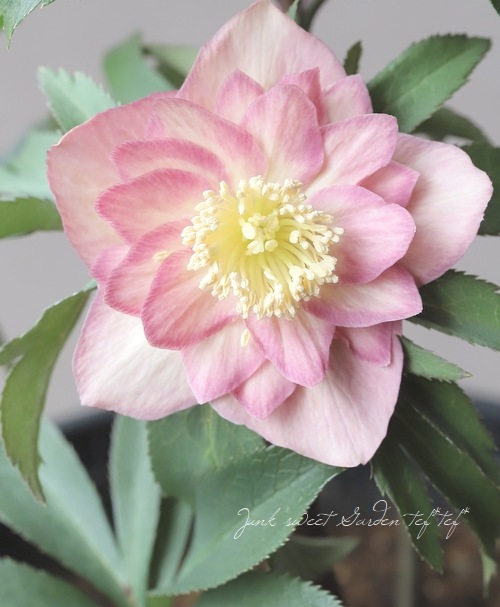 6_000000020750.jpg?1708606137