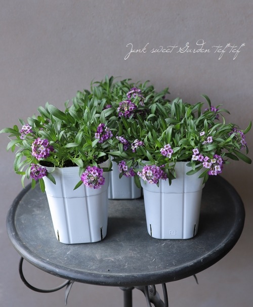 ���ܷϥ���å��ࡡ�ե�����ƥ󡡡إ�٥������