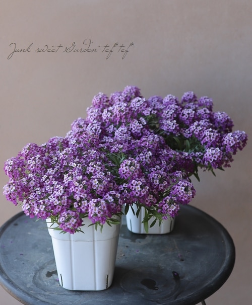 ���ܷϥ���å��ࡡ�ե�����ƥ󡡡إ�٥������