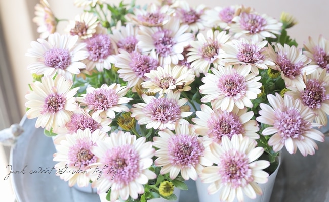 オステオトーム 園芸ネット本店｜オステオスペルマム：バイカラーコンチェルト5号