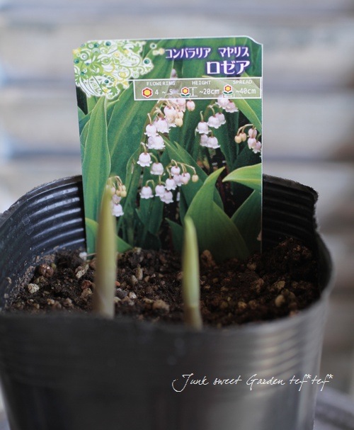 球根植物】 ドイツスズラン 『ピンク』 | すべての商品 | | Junk sweet