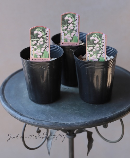 球根植物 ドイツスズラン ピンク すべての商品 Junk Sweet Garden Tef Tef