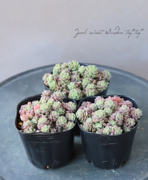 ��¿����ʪ�ۥ����� �إ��ץ�󥰥�������