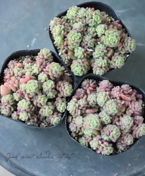 ��¿����ʪ�ۥ����� �إ��ץ�󥰥�������