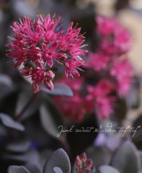 Ƽ�ե����ࡡ�إ��饹�Хߥ��Х��