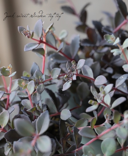 Ƽ�ե����ࡡ�إ��饹�Хߥ��Х��