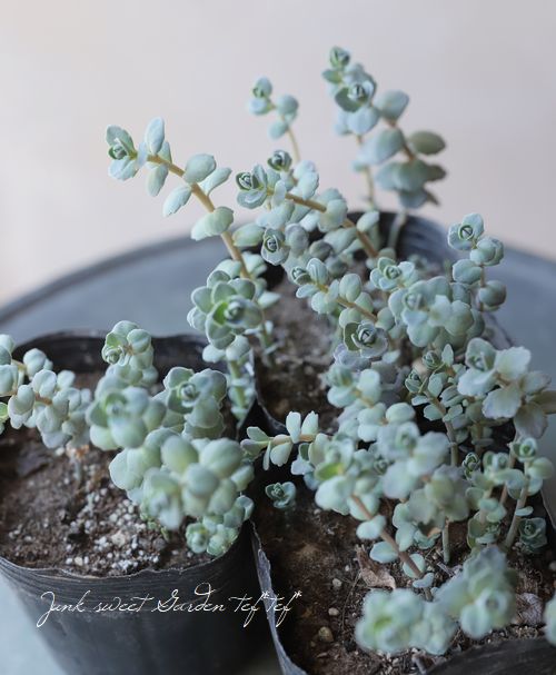 Ƽ�ե����ࡡ�إ��饹�Хߥ��Х��