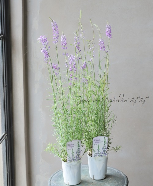 宿根リナリア・姫金魚草 『プルプレア・ブルー』 | すべての商品