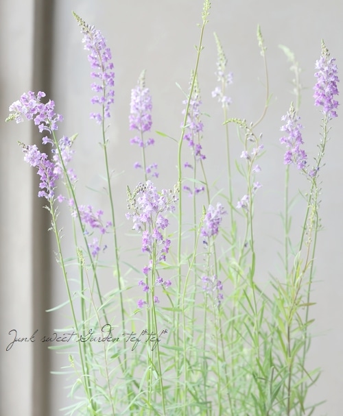 宿根リナリア・姫金魚草 『プルプレア・ブルー』 | すべての商品