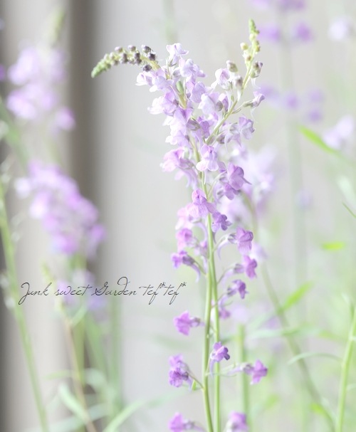 宿根リナリア・姫金魚草 『プルプレア・ブルー』 | すべての商品