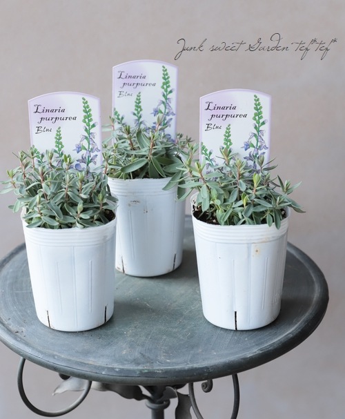 宿根リナリア 姫金魚草 プルプレア ブルー すべての商品 Junk Sweet Garden Tef Tef