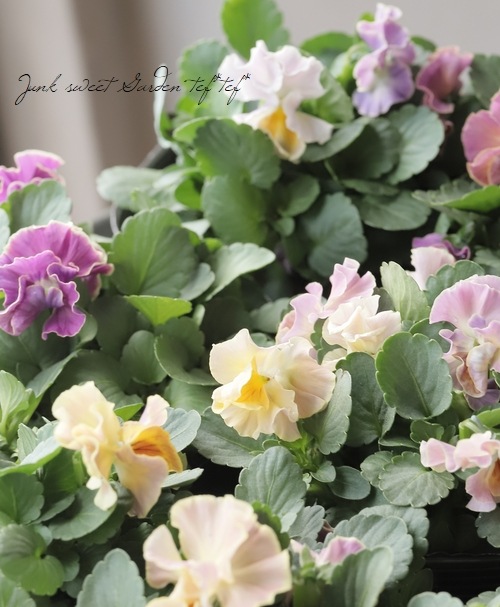 ����B��F��S collaboration�� �ߤ�ȥ���ܥӥ��顡��A88��