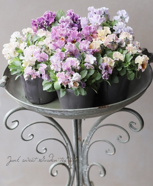 ����B��F��S collaboration�� �ߤ�ȥ���ܥӥ��顡��A88��