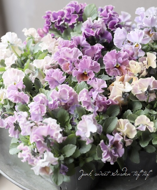 ����B��F��S collaboration�� �ߤ�ȥ���ܥӥ��顡��A88��