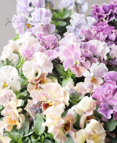 ����B��F��S collaboration�� �ߤ�ȥ���ܥӥ��顡��A88��