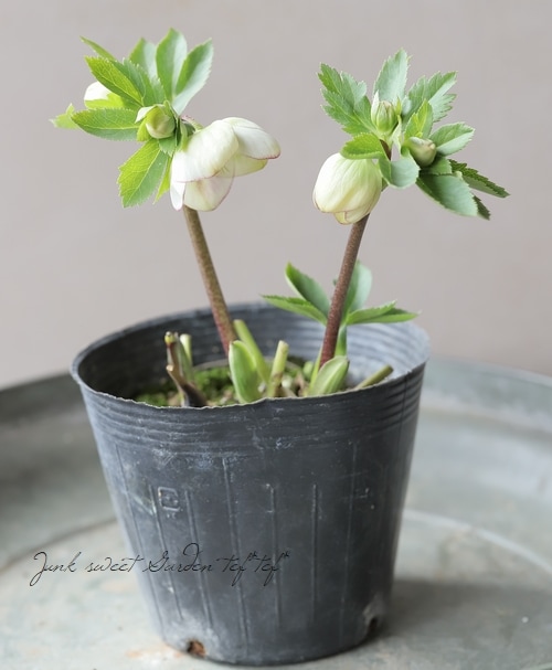 値下！げ★クリスマスローズ:清楚且つ可憐な白いカップ咲き・超小輪花・開花見込み株 ☆クリスマスローズ:【清楚で可憐な！カップ咲き・超小輪花】開花目前