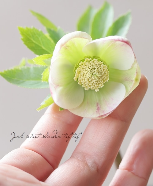 大和園】 クリスマスローズ 『カップ咲きホワイトぼかし』 2025【No.8