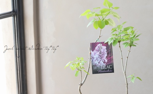 ライラック 『ナデジタ』 | 花苗 | | Junk sweet Garden tef*tef*