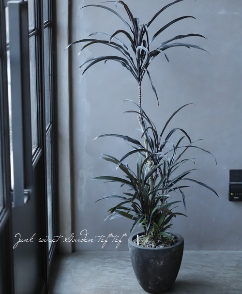 超希少品種！！ コルジリネ 『ブラックスパイダー』×フリット