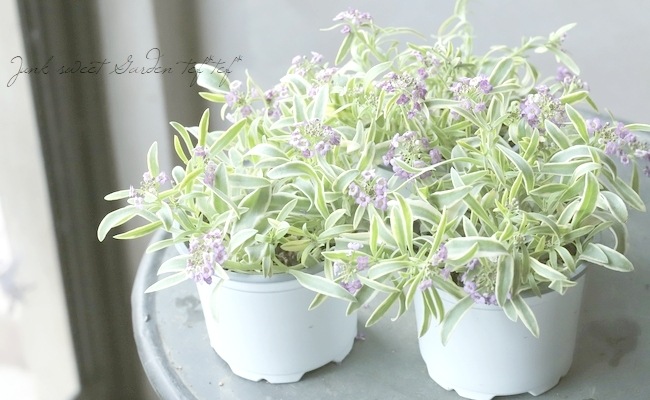 �����ꥢ��å��ࡡ�إϥåԡ��ݥ�ݥ��