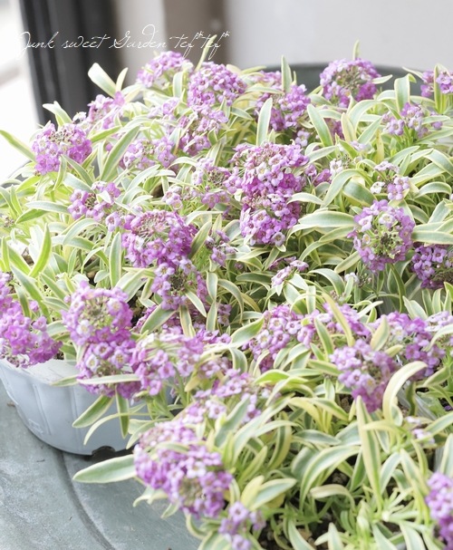 �����ꥢ��å��ࡡ�إϥåԡ��ݥ�ݥ��