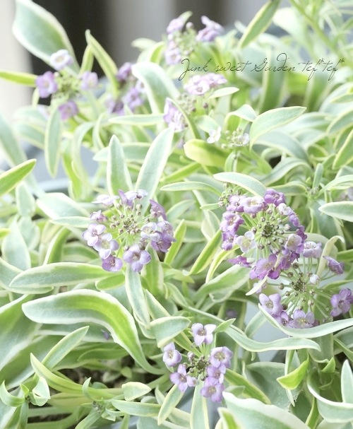 �����ꥢ��å��ࡡ�إϥåԡ��ݥ�ݥ��