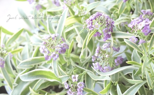 �����ꥢ��å��ࡡ�إϥåԡ��ݥ�ݥ��