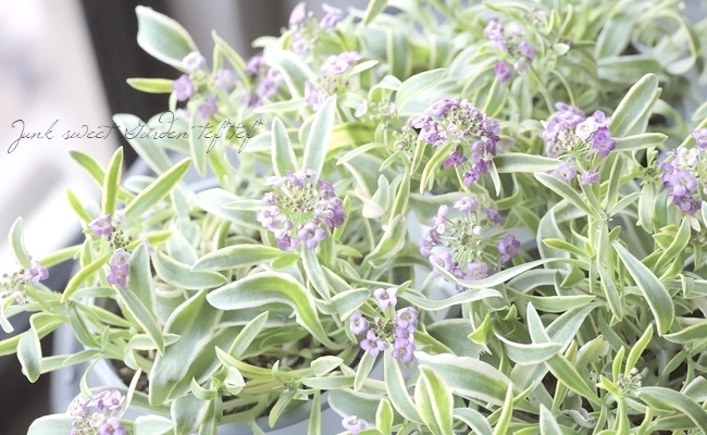 �����ꥢ��å��ࡡ�إϥåԡ��ݥ�ݥ��