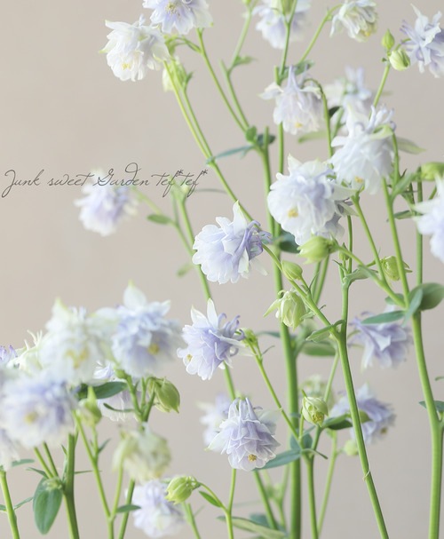 Ȭ�ź餭�����ޥ����إ����ƥ�����֥롼�� 