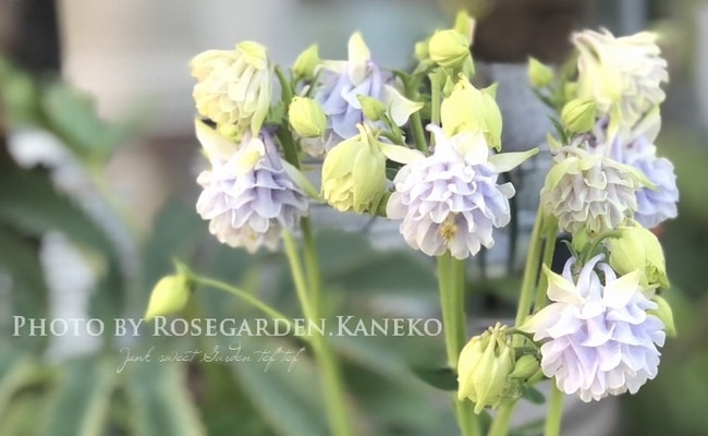 八重咲きオダマキ 『カスティールブルー』 | すべての商品 | | Junk