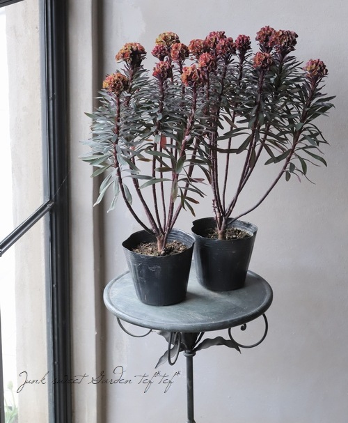 常緑ユーフォルビア ブラックバード 開花前 すべての商品 Junk Sweet Garden Tef Tef