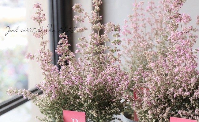 淡雪エリカ プリティーレッド すべての商品 Junk Sweet Garden Tef Tef 淡雪エリカ プリティーレッド すべての商品 Junk Sweet Garden Tef Tef