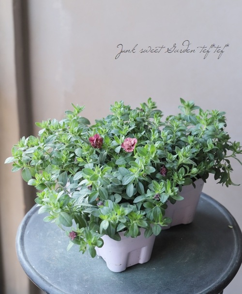 ���֥餵��Υ���֥饳�� �إ��塼�ԥåɥԥ󥯡�