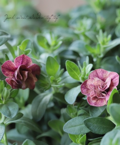 ���֥餵��Υ���֥饳�� �إ��塼�ԥåɥԥ󥯡�