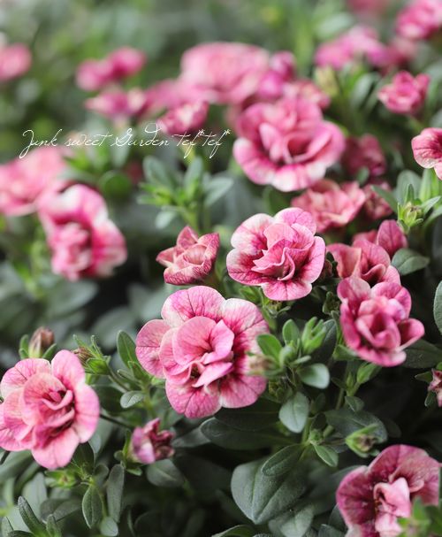 ゲブラさんのカリブラコア 『キューピッドピンク』 | すべての商品