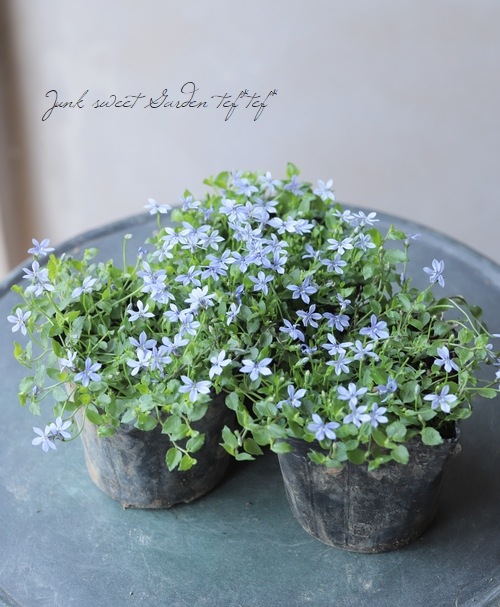 エクボソウ・プラティア 『ブルー』 | すべての商品 | | Junk sweet