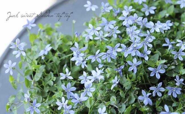 エクボソウ プラティア ブルー すべての商品 Junk Sweet Garden Tef Tef