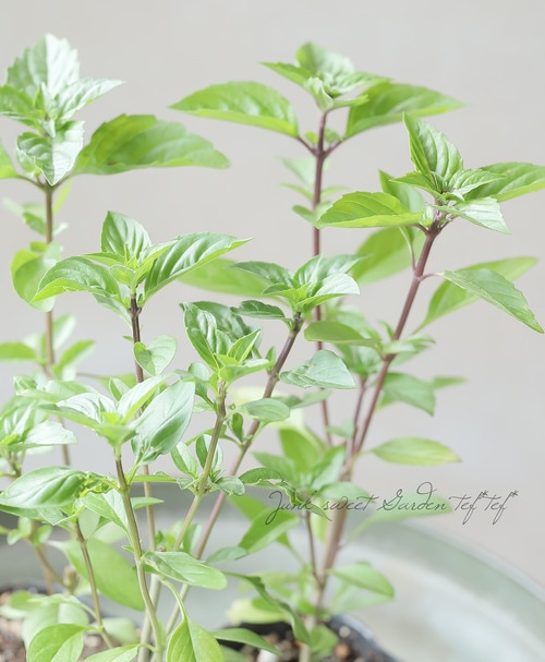 �ڲ����ڱ�ۡ��Х��롡�إ����Х��� ��