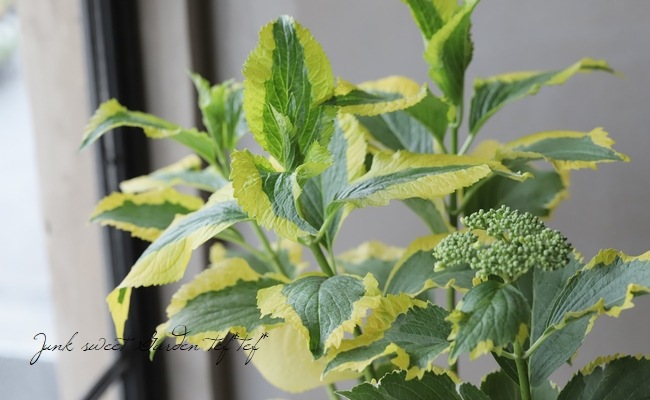 3_000000013550.jpg?1678209903