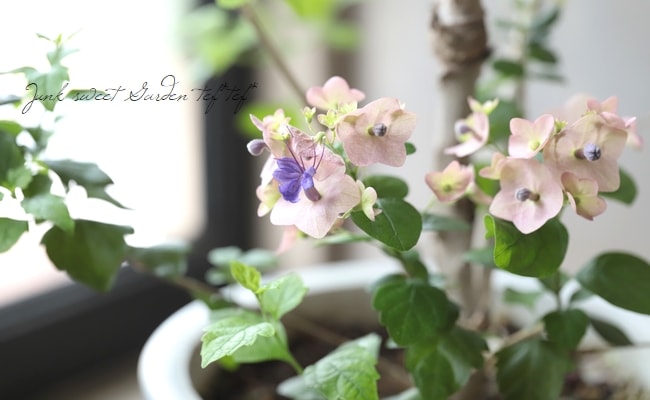 ホルムショルディア 『テッテンシス』 『チャイニーズハット