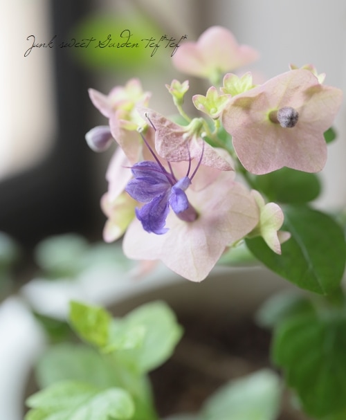 ty チャイニーズハット苗 imge8441185.jpg