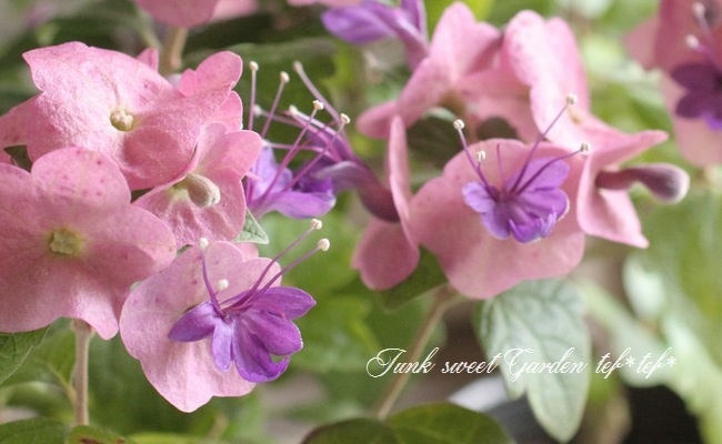 ホルムショルディア 『テッテンシス』 『チャイニーズハット