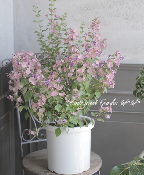 ホルムショルディア 『テッテンシス』 『チャイニーズハット